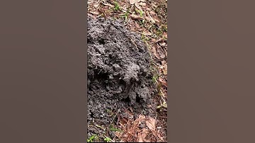 Metal Detecting Finds |  Metal Detecting in the Woods with the Nokta Legend!