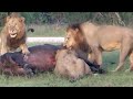 Brutal: Lions Eats The Genital Of Alive Buffalo...!