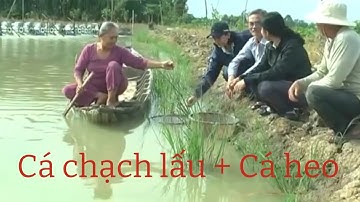 Nuôi kết hợp cá chạch lấu và cá heo lợi nhuận cao