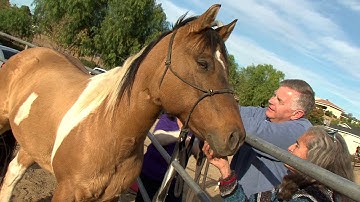 Introduction to Encouragers and Equine Assisted Psychotherapy