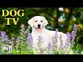 Dog music dog tv et meilleur divertissement amusant pour les chiens qui sennuient  antianxi