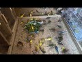 PARAKEETS BUDGIE HOUSE LIVE VIDEO🐦🐤👋.