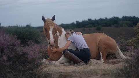 Dreaming about having a magical bond with your horse? ✨