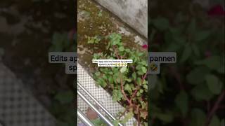 Daily vlog 📸|tried a new feature of edits app💐|#trend#minivlog#flowers#lifestyle#shorts#edits#apple