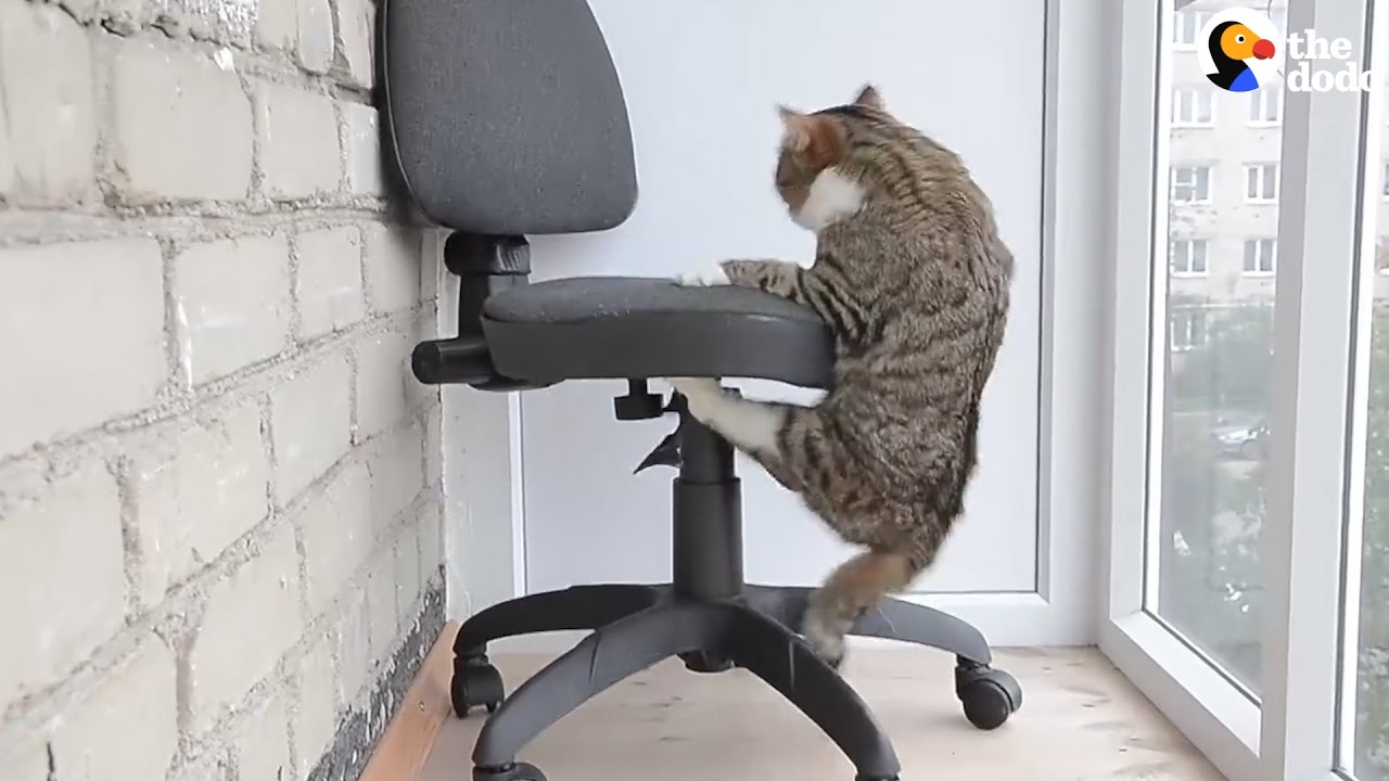 Paralyzed Cat Still Gets Around Like A Champ YouTube
