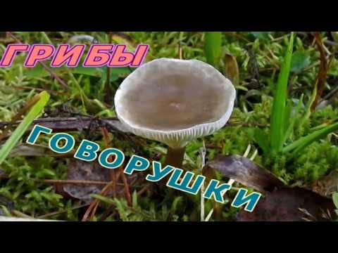 Грибы Говорушки. Как растут. Лес.