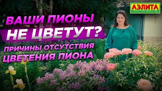 Когда Пионы НЕ цветут. Причины отсутствия цветения пиона