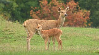 Na safari v Zoo Ostrava jsou mláďata vzácných jelenů barasinga Na safari v Zoo Ostrava jsou mláďata vzácných jelenů barasinga