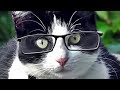 Videos Para Gatos : Gato Mirando Pájaros