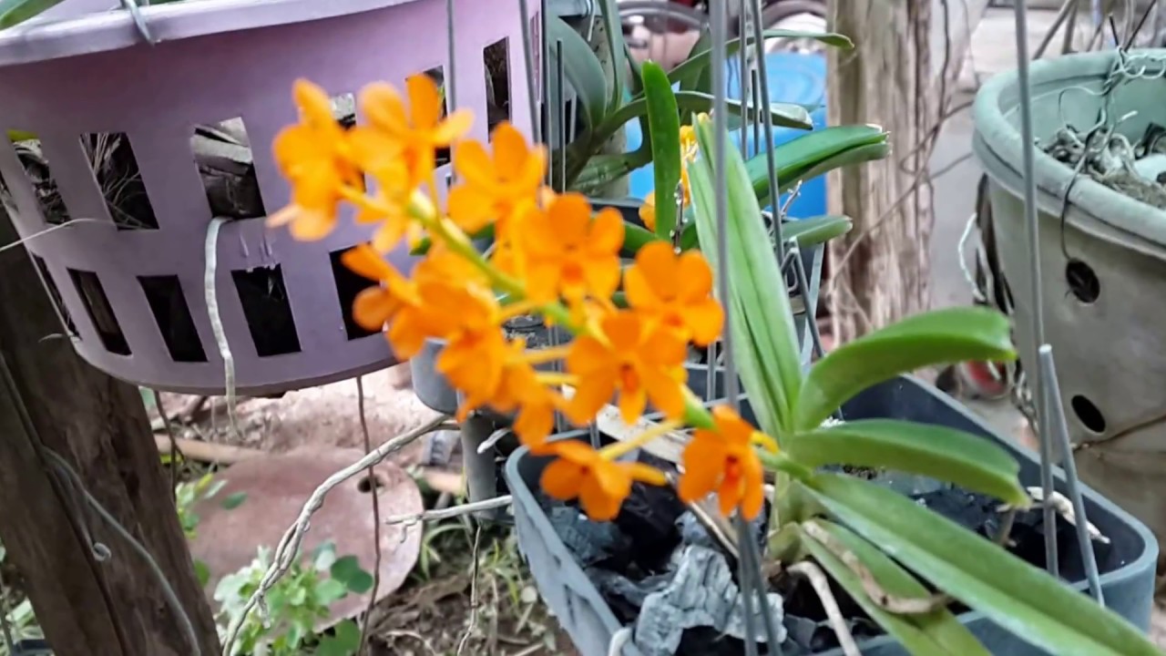 Wild Orchids in Thailand : กล้วยไม้ป่าพันธุ์แท้เลี้ยงง่าย:เข็มแสด Ascocentrum miniatum