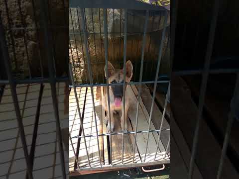 Video: Anjing Gembala Belgia Breed Hypoallergenic, Kesehatan Dan Umur