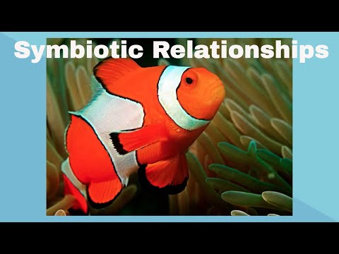 Examples of Symbiotic Relationships