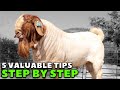Revealed how to be successful in goat farming  boer goats