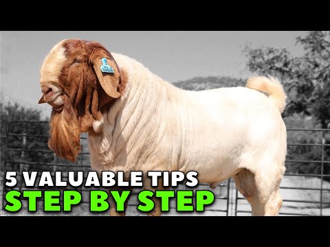 REVEALED! How to be successful in goat farming - Boer Goats