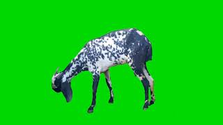 goat green screen