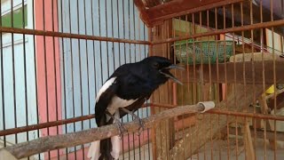 SUARA burung kacer MONOTON cocok untuk pancingan kacer bahan macet | males bunyi