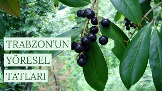 Trabzon'un Yöresel Yemekleri (Tatlıları, Meyveleri v.s)