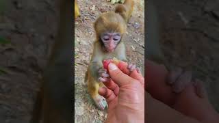 Baby monkey trying to take a grape 😋🍇 🐒 #dzistic