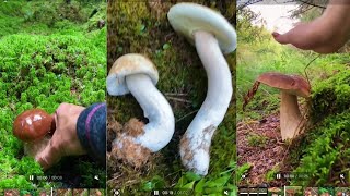 Picking Fresh Mushrooms Enjoy A Relaxing Minute With Nature #satisfying #nature