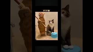 cat fun video ❤️❤️