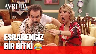 Özlem en sevdiği bitkiyi Burhan'a emanet etti🙄 - Avrupa Yakası Resimi