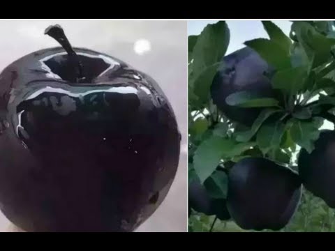 Черные алмазные яблоки продаются по $20 за штуку, но никто не хочет их выращивать. В чем же секрет?