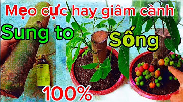 Với cách giâm này cành to cỡ nào cũng phải ra rễ ngay lập tức 
