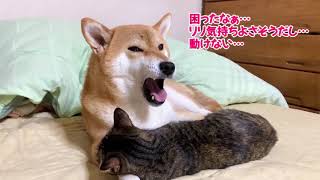 腕枕で気持ちよさそうに寝る猫を起こさないようにじっとしている優しい柴犬　Cats who love Shiba Inu