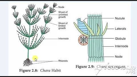 Bsc Part 2. Botany. Division Charophyta(Life cycle of Chara)