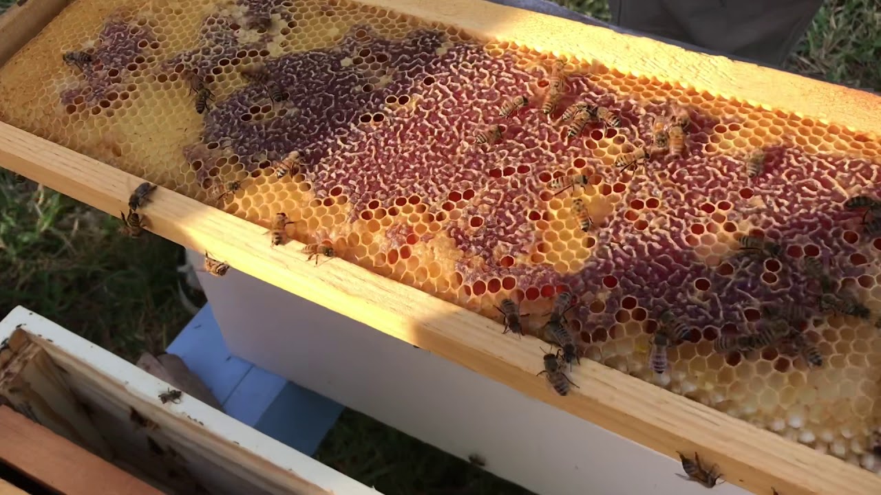 The New Beekeeper Guy- Episode 7- The Bees Arrive!