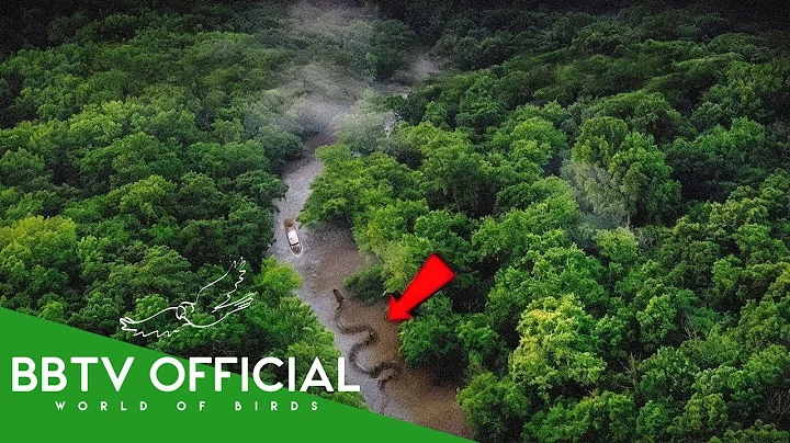 Amazon Rainforest | Where Danger Is Closer Than You Think