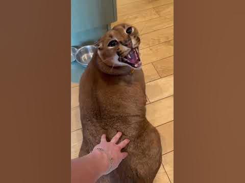 Pumba love #cat #catsofyoutube #youtubeshorts #animals #cats #shorts