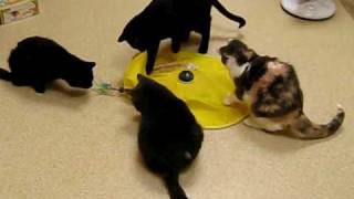 Kitty Motel Lobby Kids Got A Toy