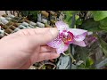 Много уцененных орхидей в ОБИ 23.04.21🌸Есть отличные растения по хорошим ценам