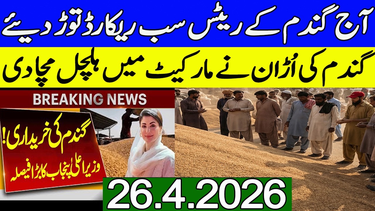 New Gandum Rates Today || Wheat Price Today || Gundam kay Rates Today ...