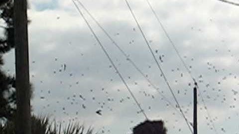 Amazing Tree Swallow swarm