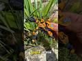 Detail Tapi Kurang!? | Unboxing Blokees Bumblebee Dark of the Moon #blokeestransformers