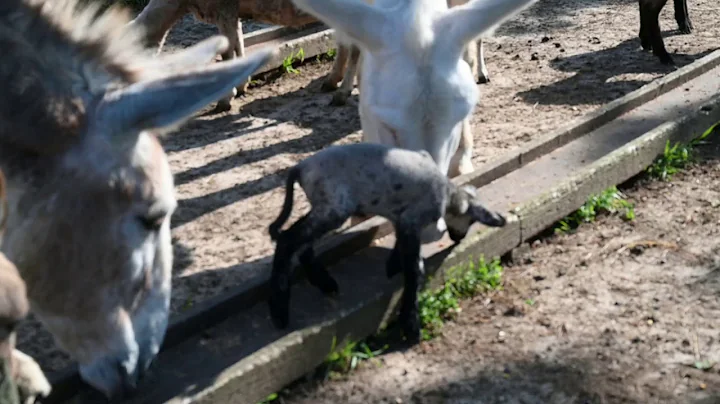 Bonnie and newborn lamb