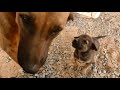 Puppies getting bigger and bigger now || # 425 Nature Show