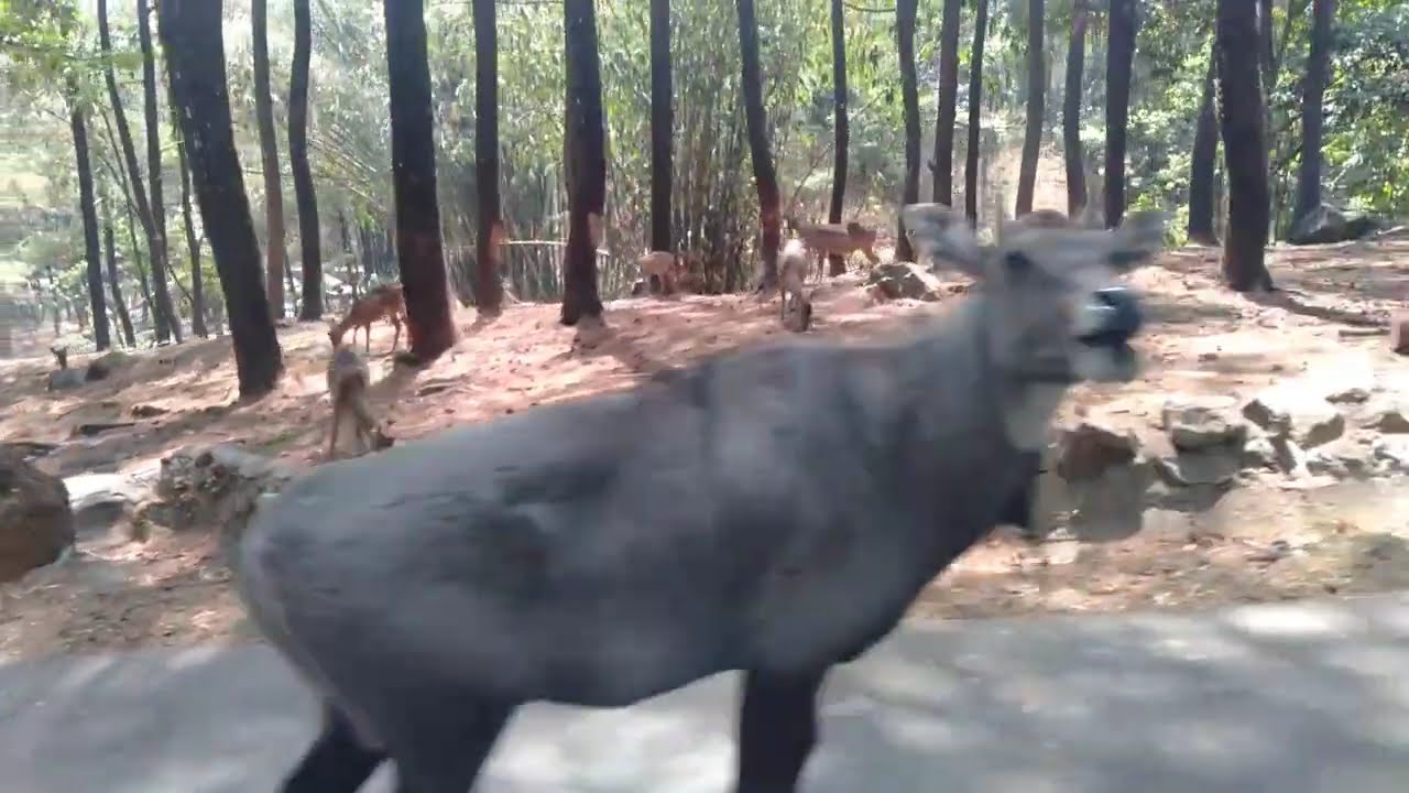 TERBARU!!! FULL LAGU  VALEN DA7 KONSER KEMENANGAN DI PAMEKASAN MADURA