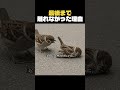 最後まで仲間のそばを離れなかった