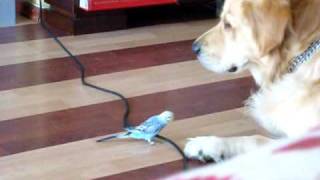 Köpekle Kuşun Dansıbirdsugar,Dog Is Pepper Playing,Dancing.