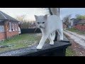 Утро спортивное,вот Вам и большой двор! Мурчелло  уже перебирает! Ждем гостей,земляков в гости!