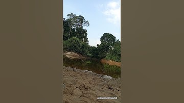 Mancing Ultralight Strike Baung 🎣 #mancing #fishing #ultralightfishing #joranmelengkung