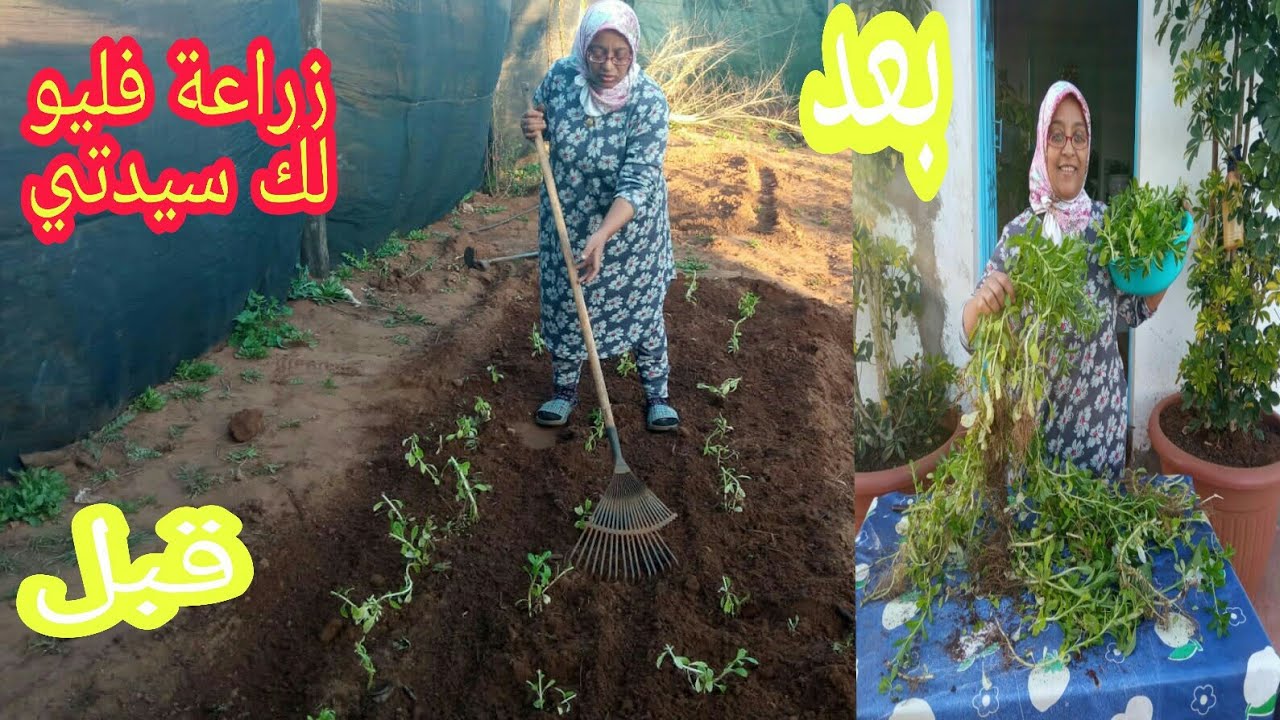 23 février 2022 طريقة سهلة لزراعة فليو في المنزل او في الحديقة بدون بذور مع منى نبتة كل يوم