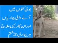 Bully dogs ki har qism ki bimari ka desi ilaj  interview of desi hakeem peja malang urdu hindi