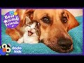 Tiniest Kitten and Her HUGE Dog Brother Do Everything Together | Animal Videos For Kids | Dodo Kids