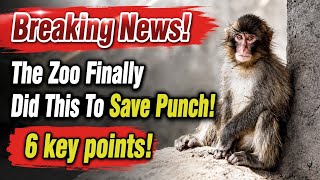 🔴Breaking News! Ichikawa Zoo Finally Did This To Save Punch🐒 6 Key Points