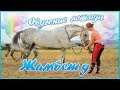 ОБУЧЕНИЕ ЛОШАДИ ЖАМБЕТ | КОННЫЙ ТУТОРИАЛ :D