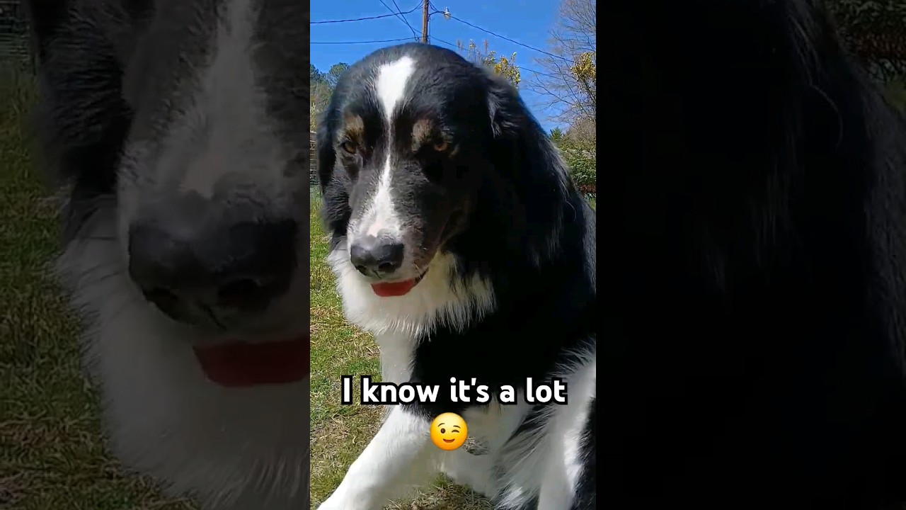 He Sheds twice a year for six months😉 